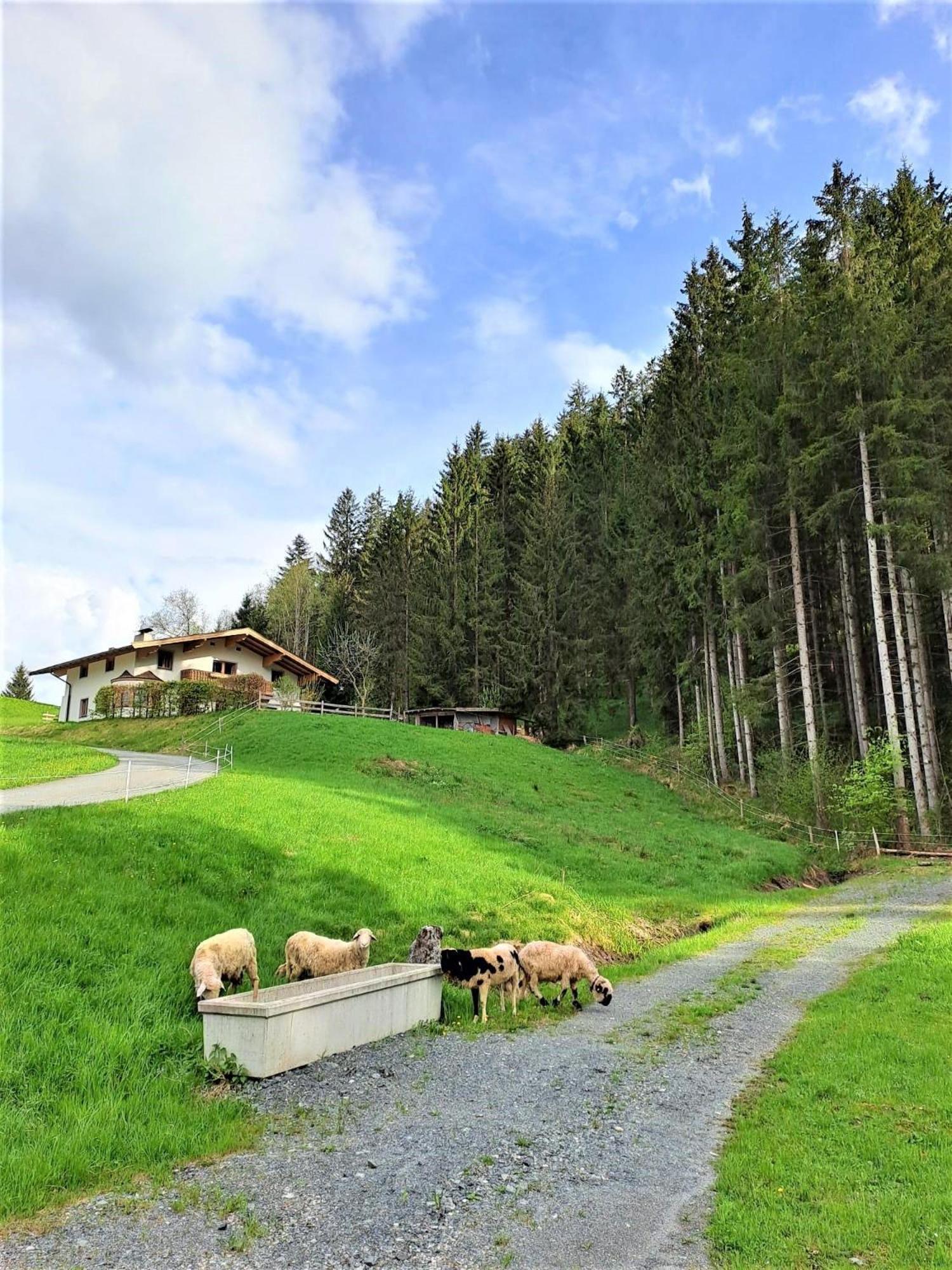Ferienhaus Hansl Prama Exteriör bild